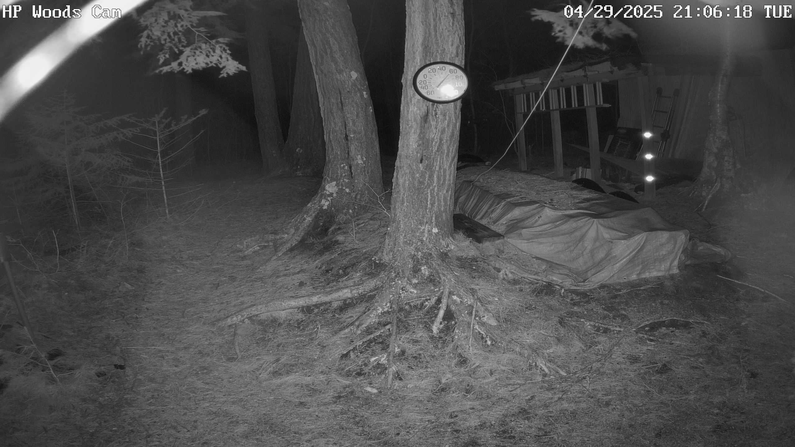 Camera #4 View of Wood near Hoel Pond.